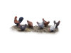 Chickens and rooster - Set 1